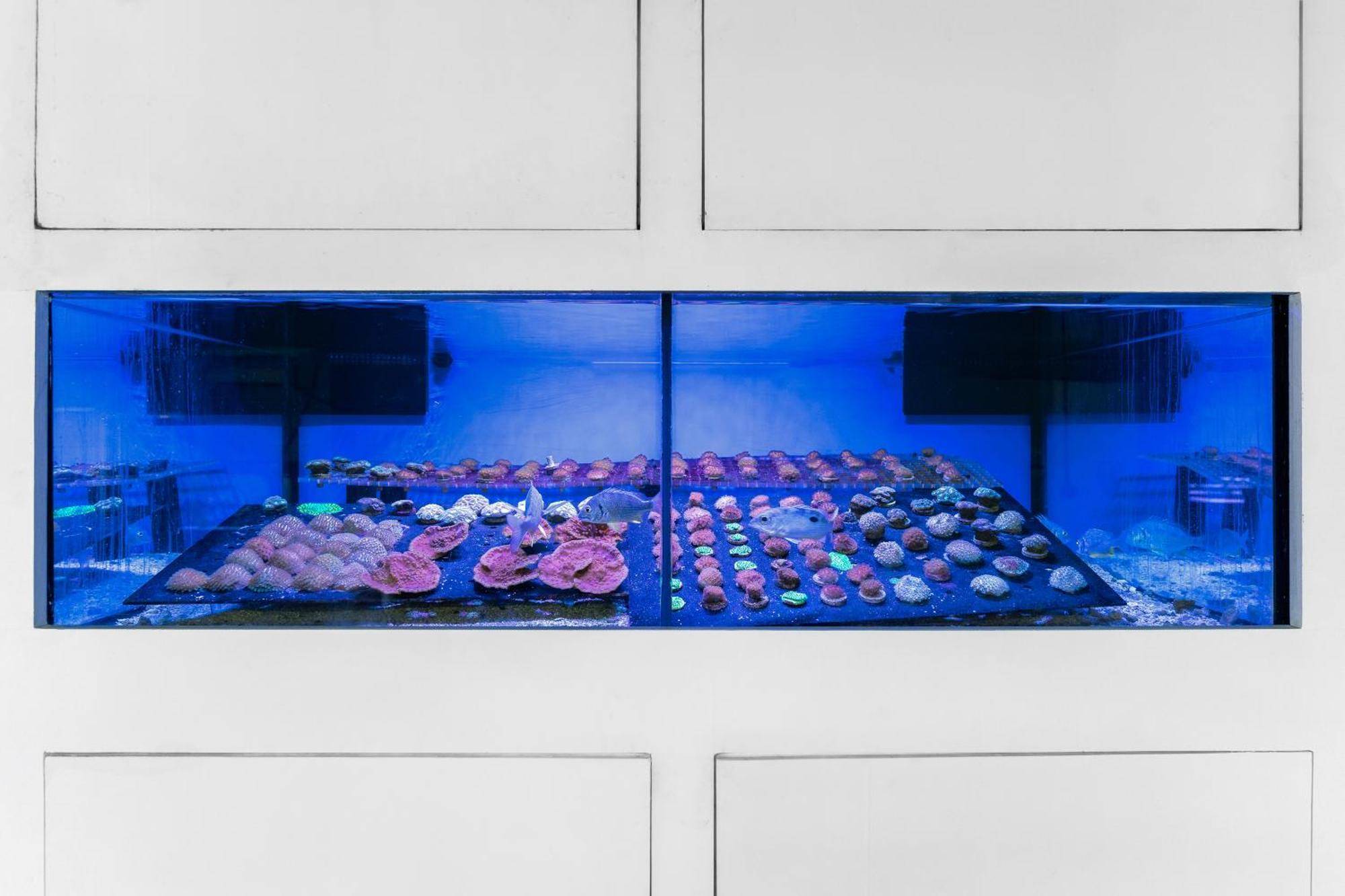 Voco Monaco Dubai By Ihg, Adults Only, World Islands Hotel Exterior photo A reef aquarium