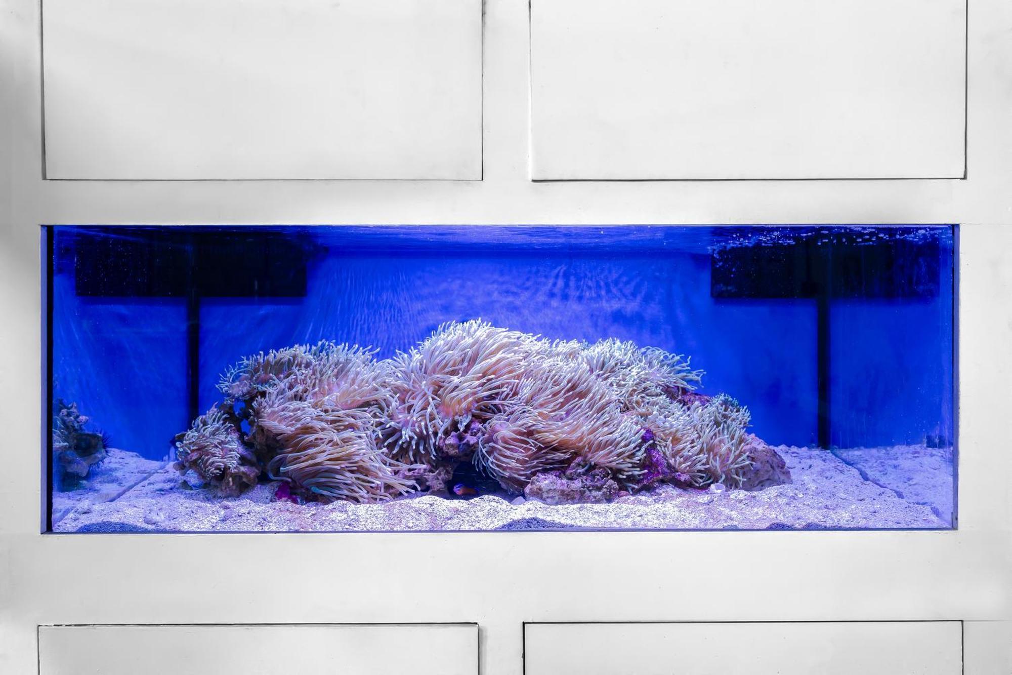 Voco Monaco Dubai By Ihg, Adults Only, World Islands Hotel Exterior photo A reef aquarium with a single colony of Acroporas