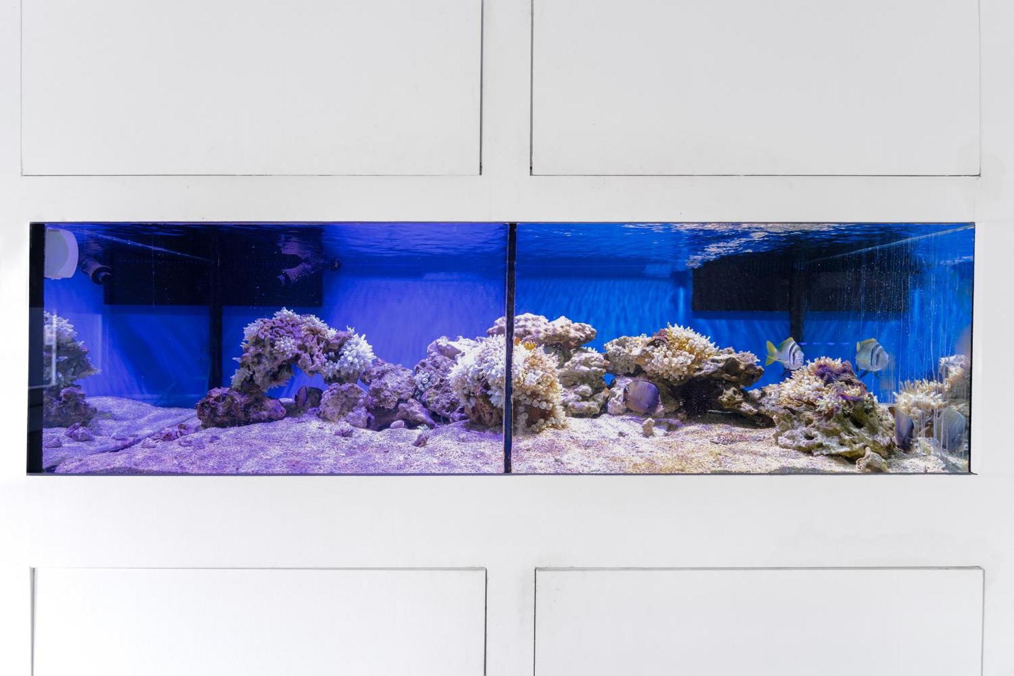 Voco Monaco Dubai By Ihg, Adults Only, World Islands Hotel Exterior photo A 100-gallon aquarium with a 200-gallon sump